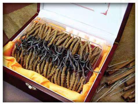 利津冬虫夏草回收